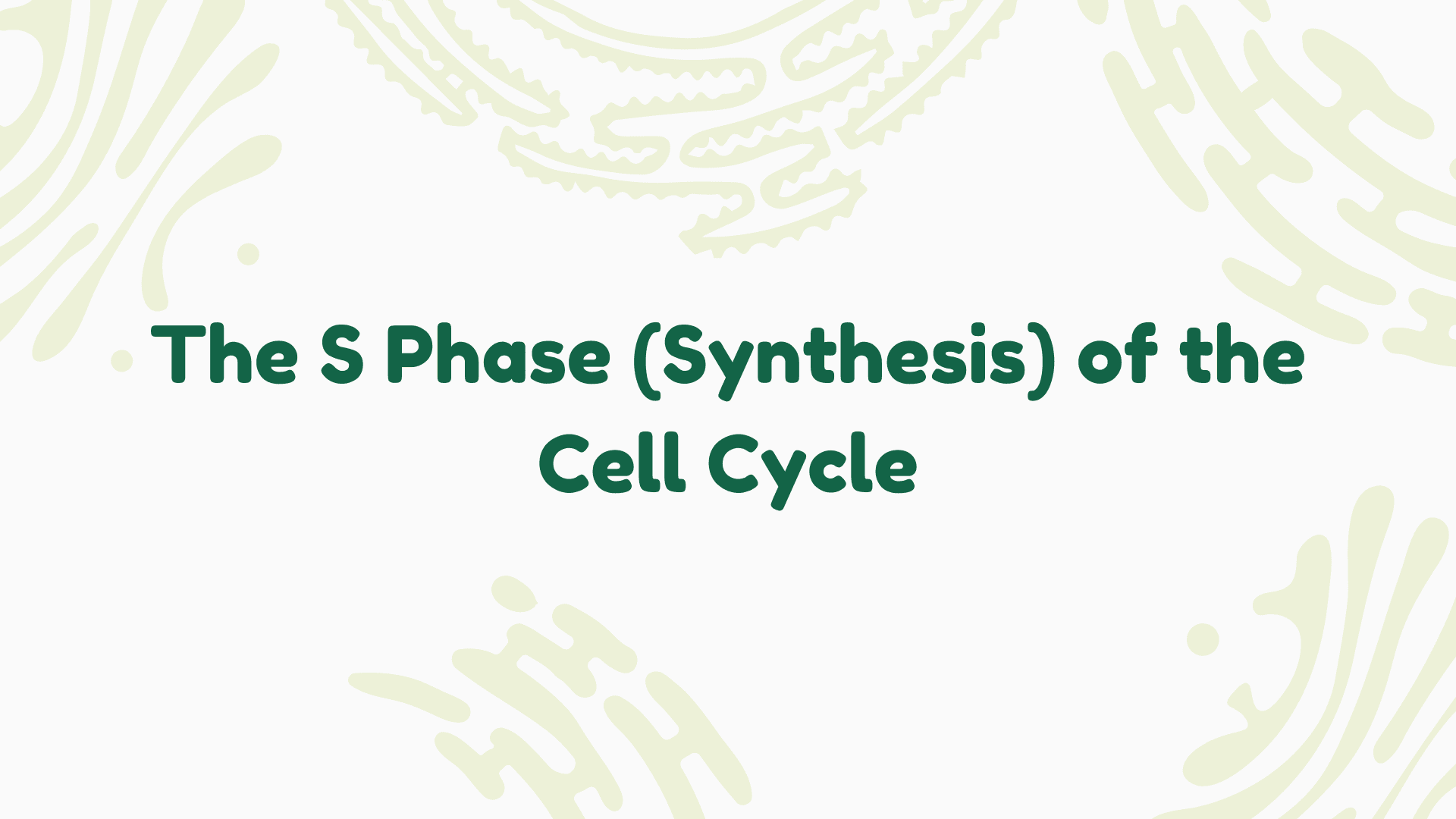 The S Phase (Synthesis) of the Cell Cycle: A Detailed Exploration
