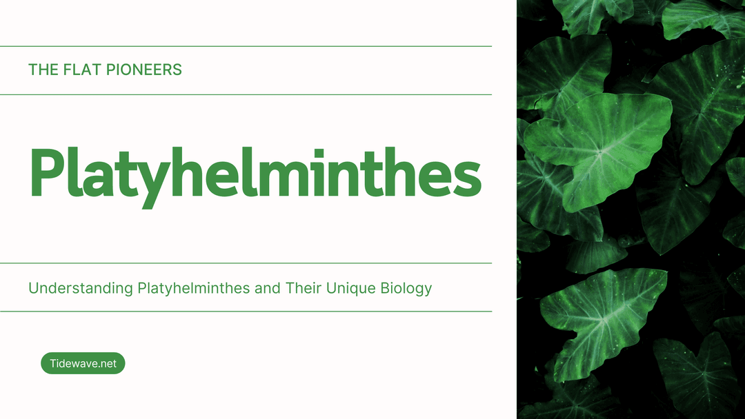 The Flat Pioneers: Understanding Platyhelminthes and Their Unique Biology