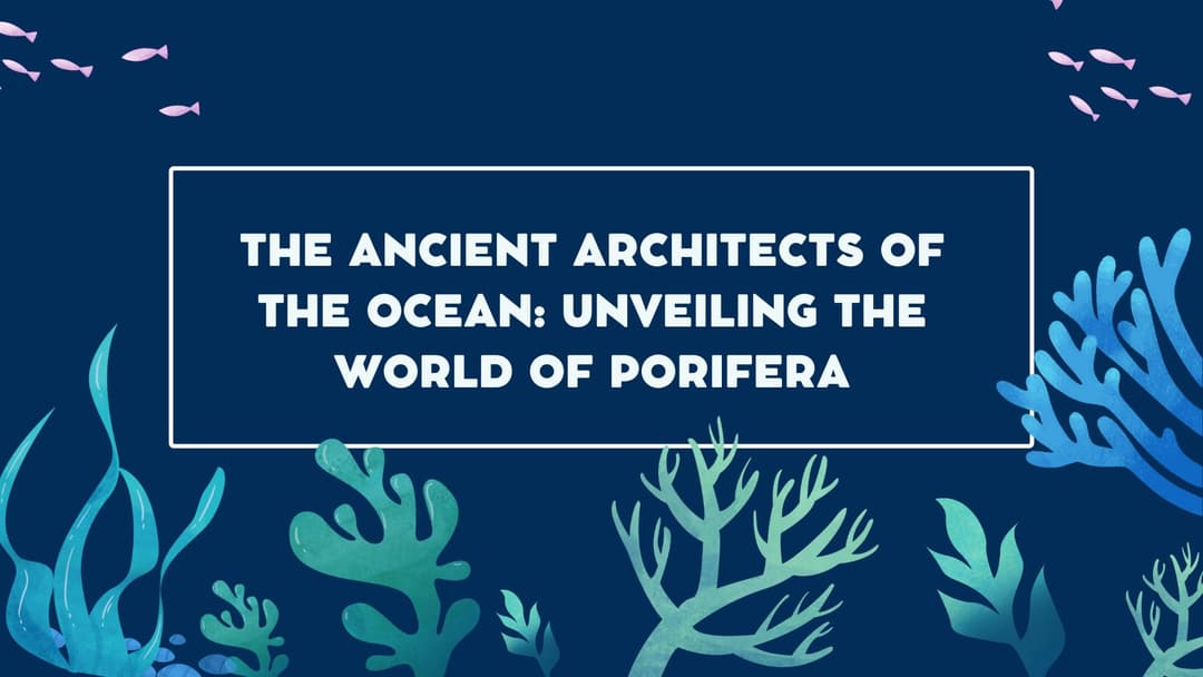 The Ancient Architects of the Ocean: Unveiling the World of Porifera