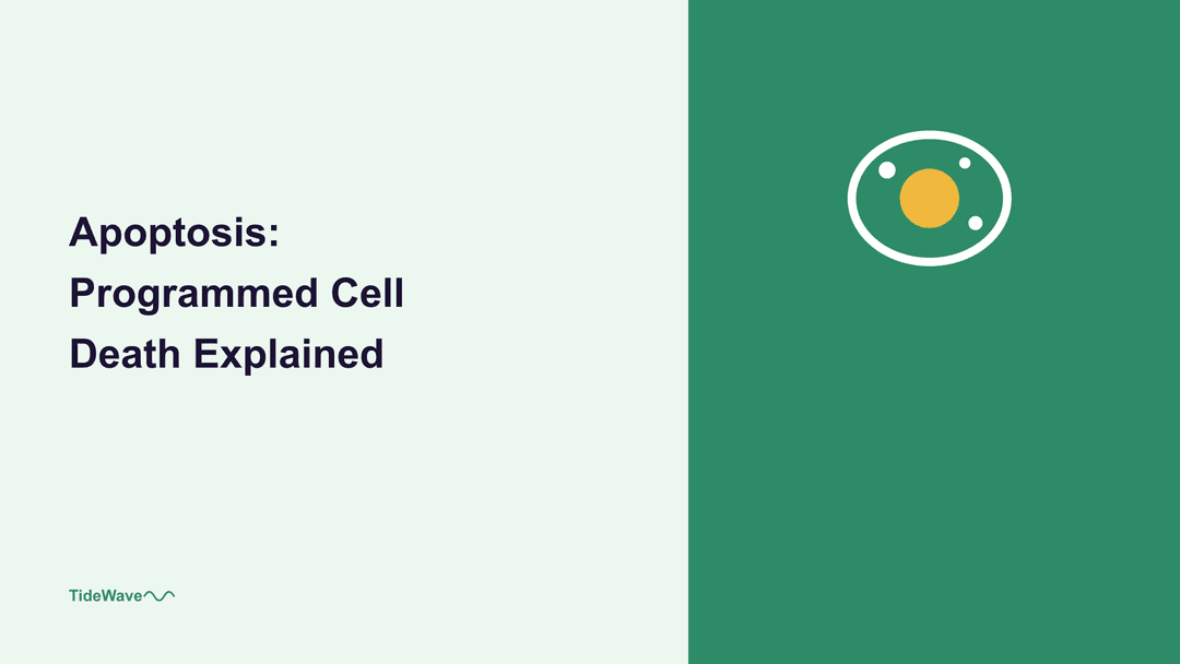 Apoptosis: Programmed Cell Death Explained