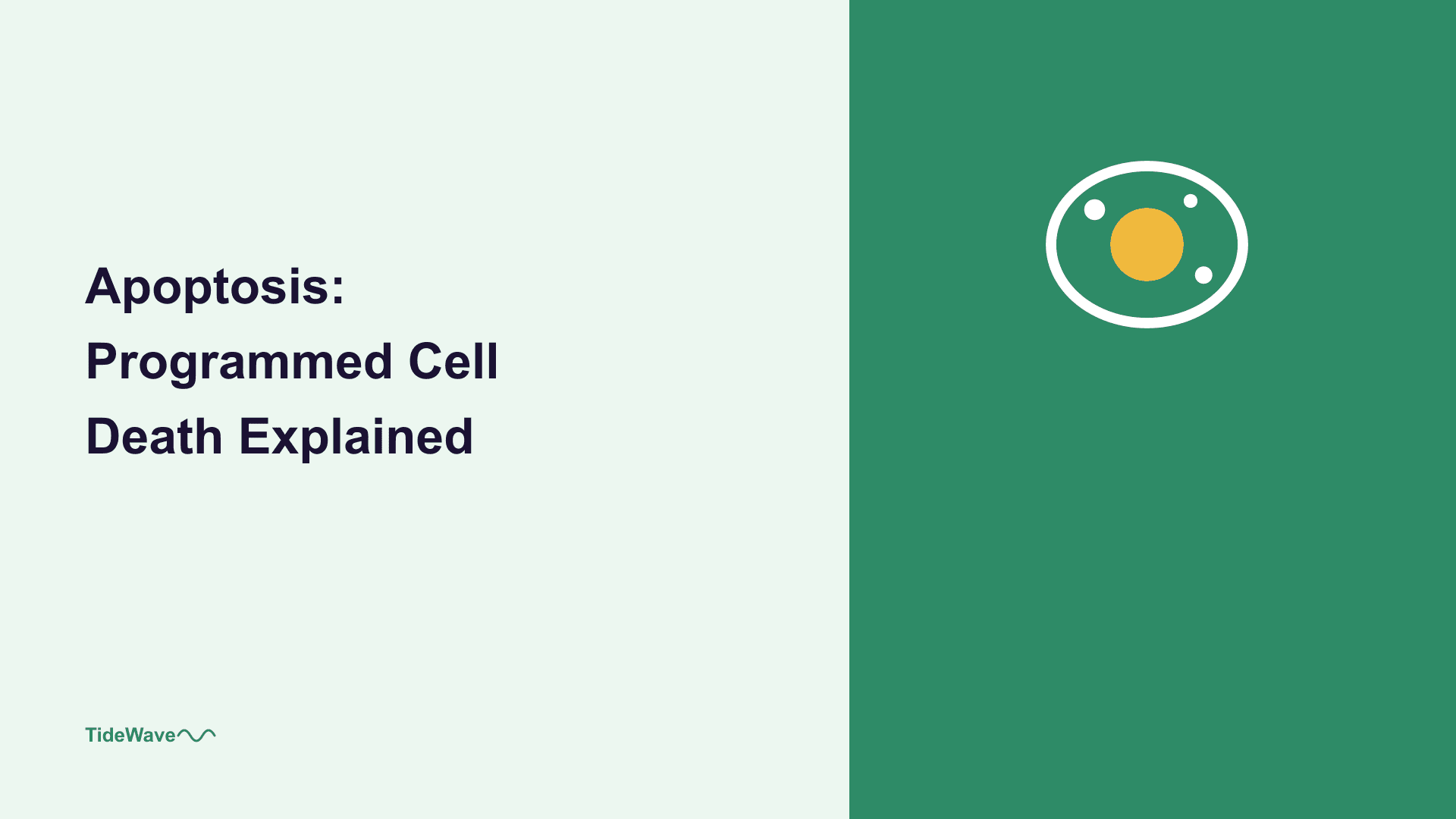 Apoptosis: Programmed Cell Death Explained