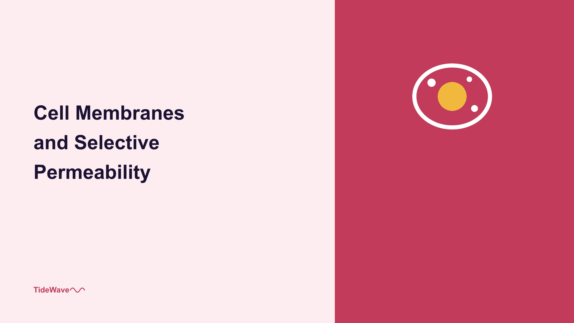 Cell Membranes and Selective Permeability