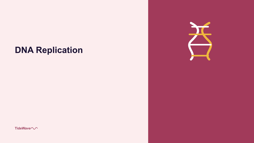 DNA Replication: Copying the Blueprint of Life