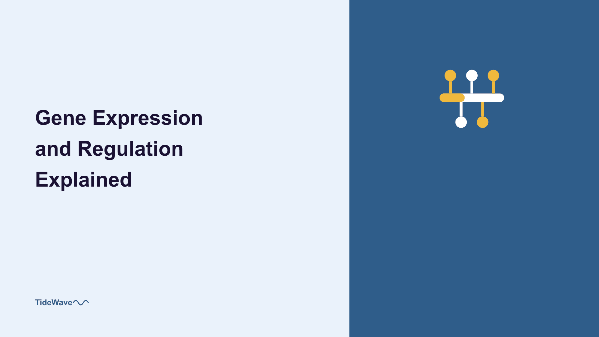 Gene Expression and Regulation Explained