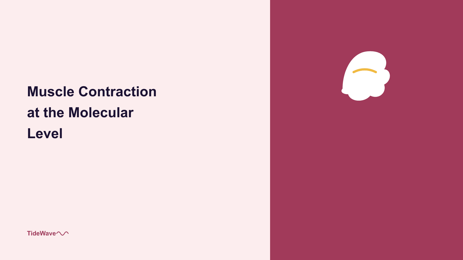 Muscle Contraction at the Molecular Level