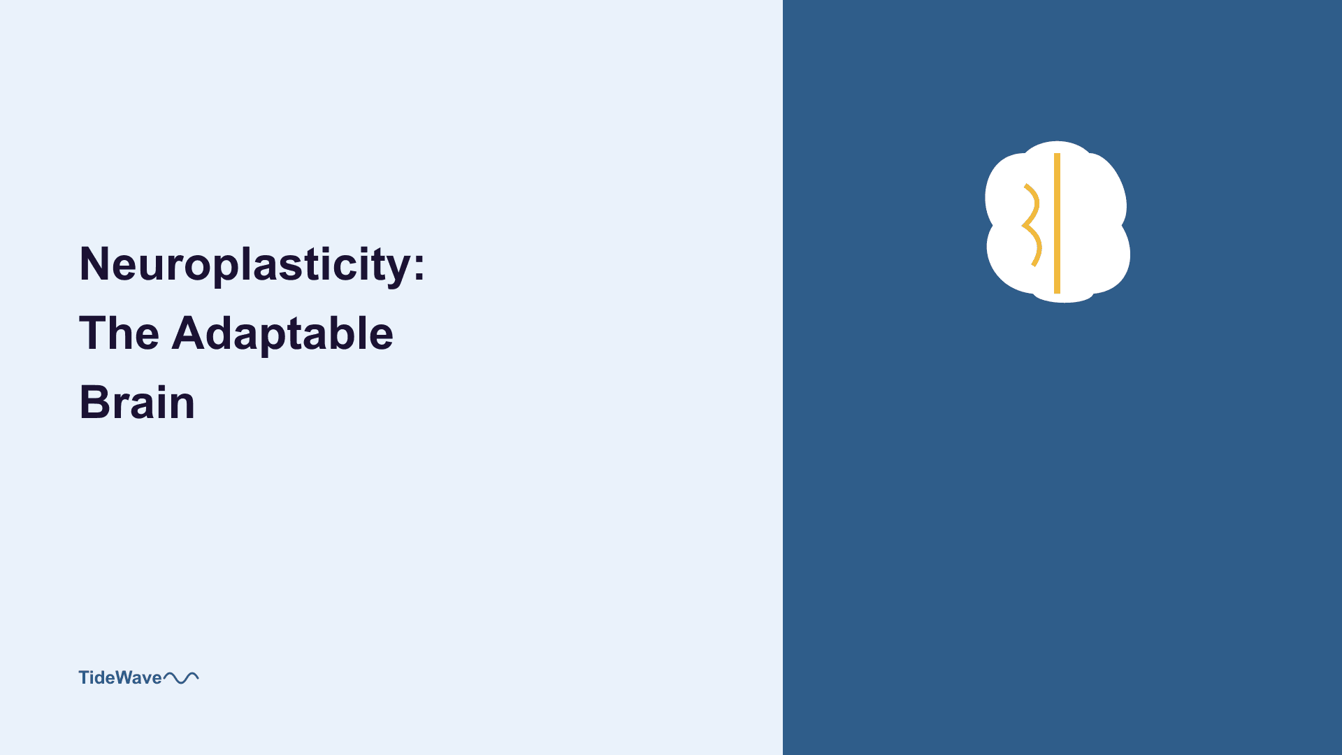 Neuroplasticity: The Adaptable Brain