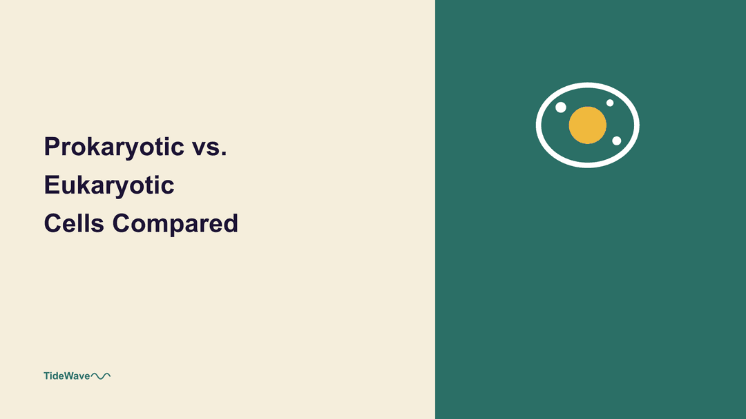 Prokaryotic vs. Eukaryotic Cells Compared