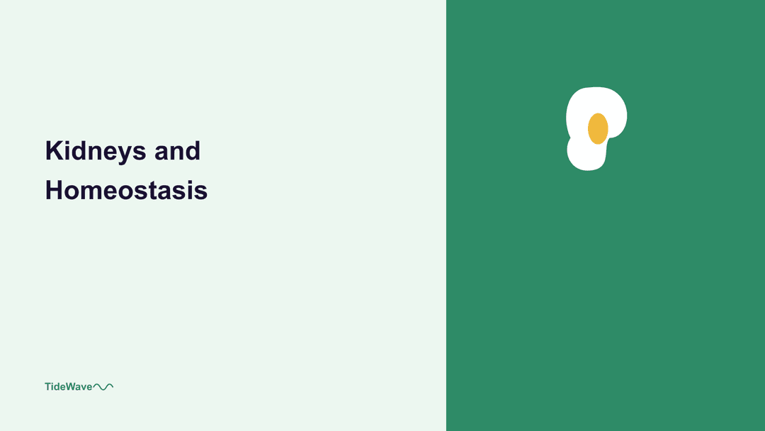 The Kidneys and Homeostasis