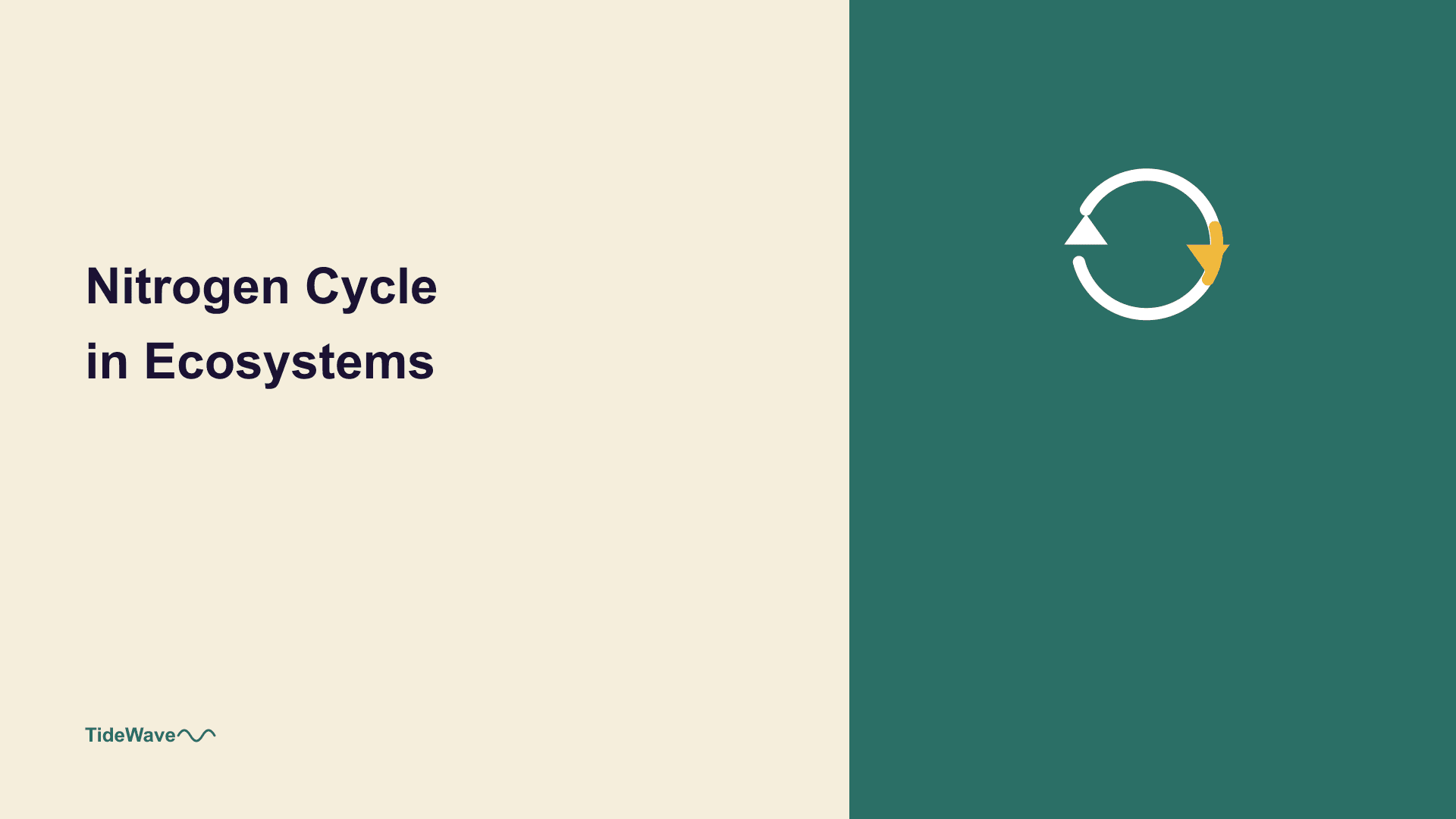 The Nitrogen Cycle in Ecosystems