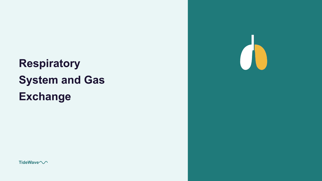 The Respiratory System and Gas Exchange