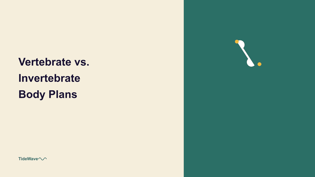 Vertebrate vs. Invertebrate Body Plans