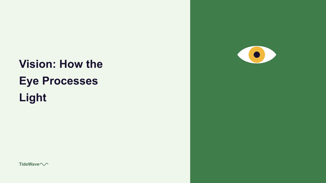 Vision: How the Eye Processes Light