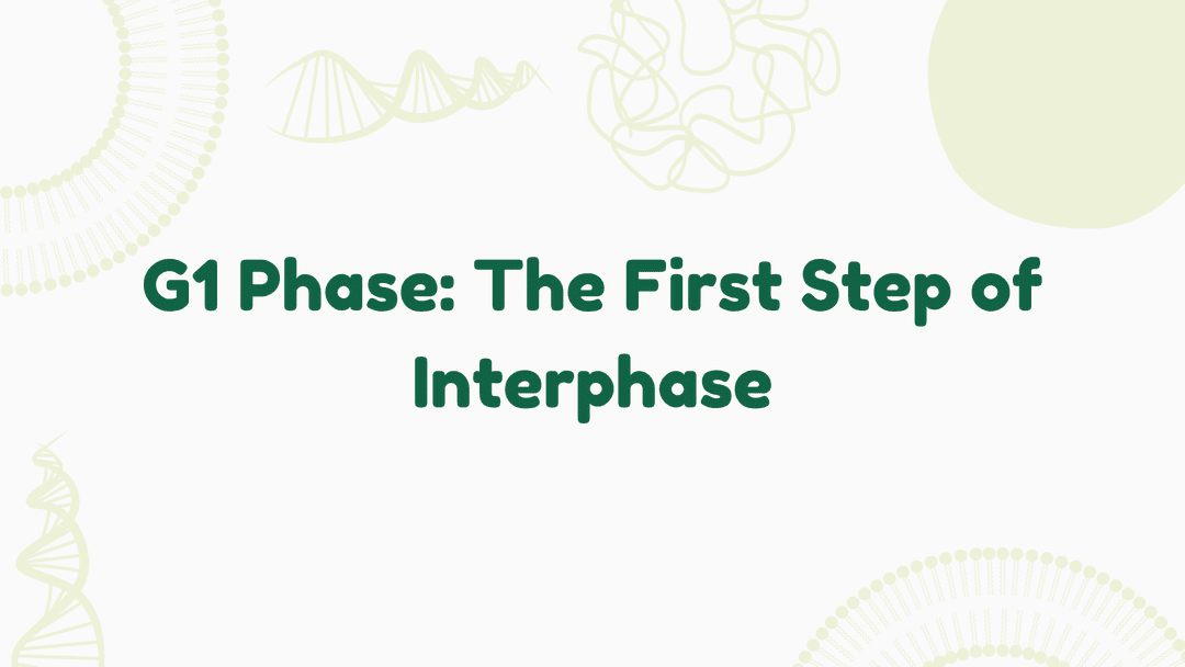 G1 Phase: The First Step of Interphase