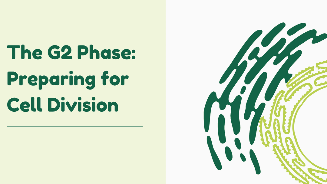 The G2 Phase: Preparing for Cell Division