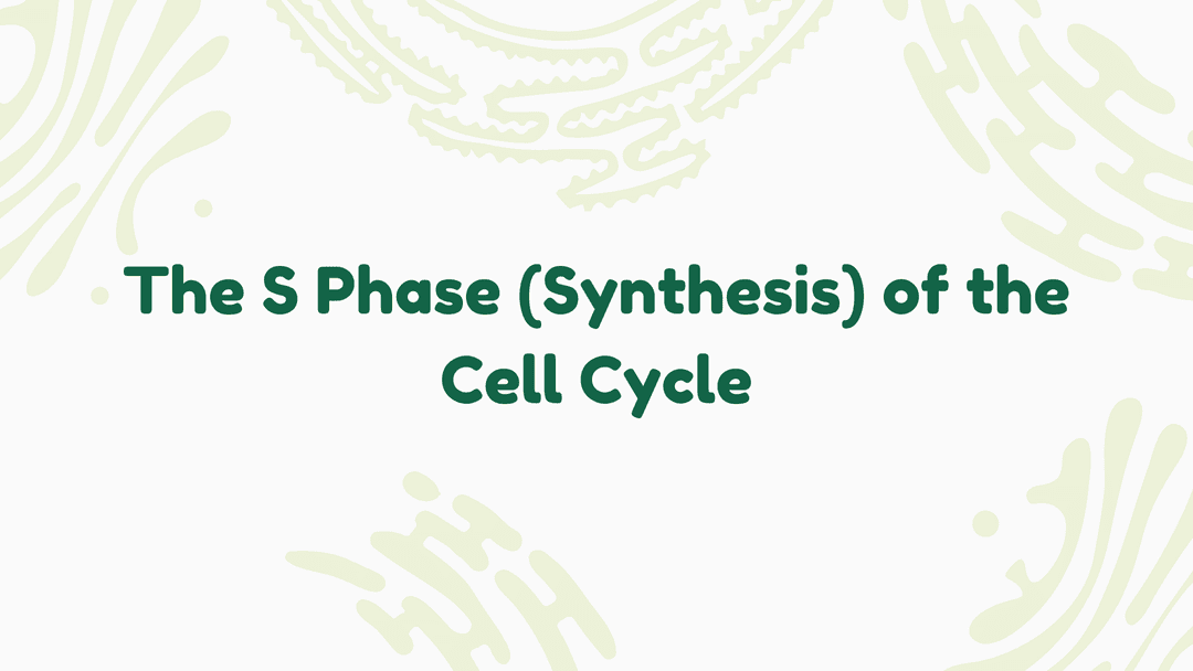 The S Phase (Synthesis) of the Cell Cycle: A Detailed Exploration