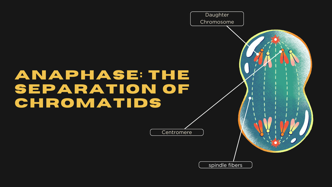 Anaphase: The Separation of Chromatids