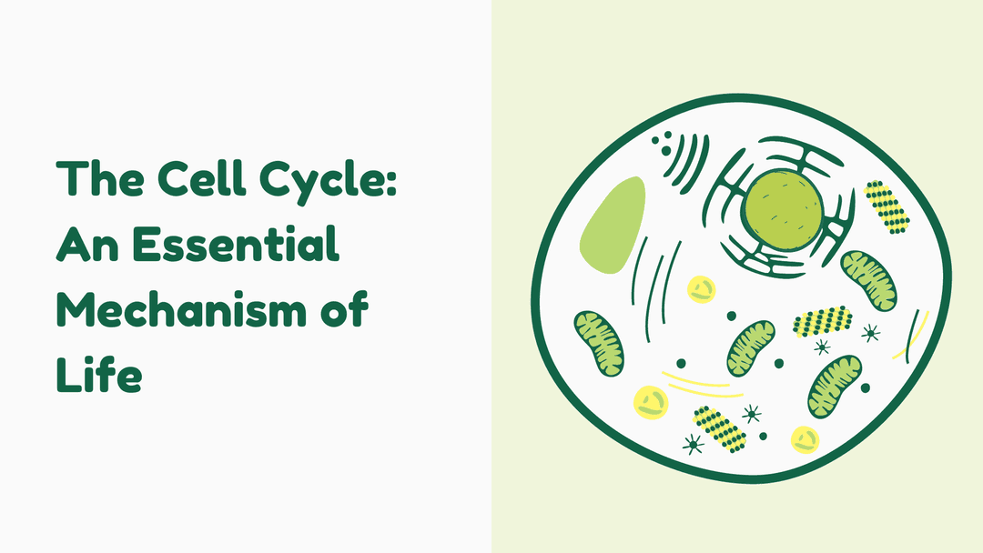 The Cell Cycle: An Essential Mechanism of Life