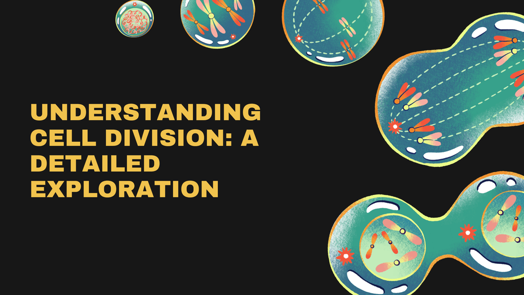 Interphase: The Preparation for Cell Division Biology Diagrams