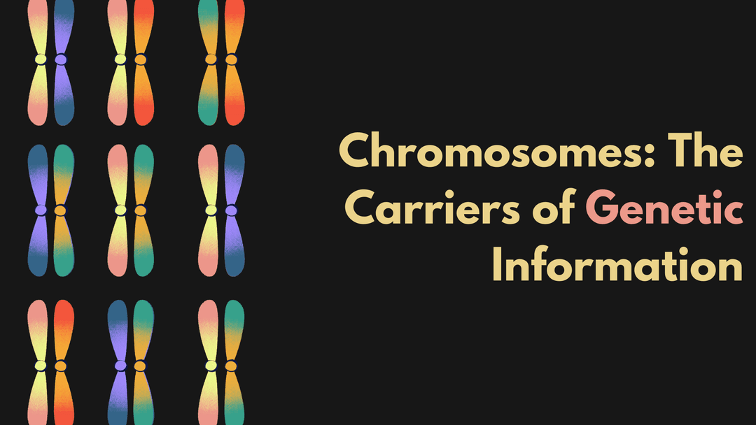 Chromosomes: The Carriers of Genetic Information