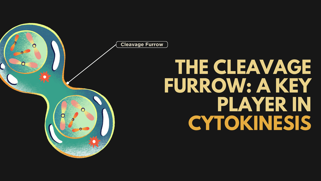 The Cleavage Furrow: A Key Player in Cytokinesis