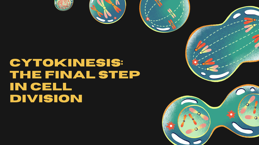 Cytokinesis: The Final Step in Cell Division