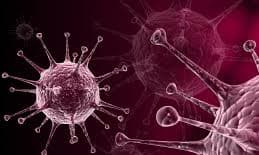Decoding the Structure and Complexity of Viruses