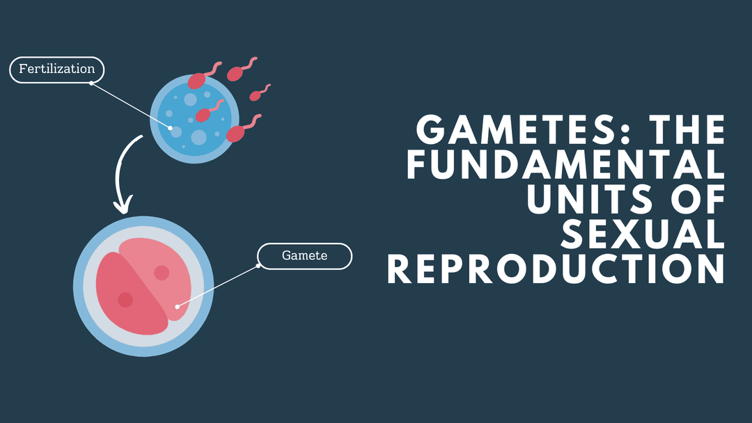 Gametes: The Fundamental Units of Sexual Reproduction