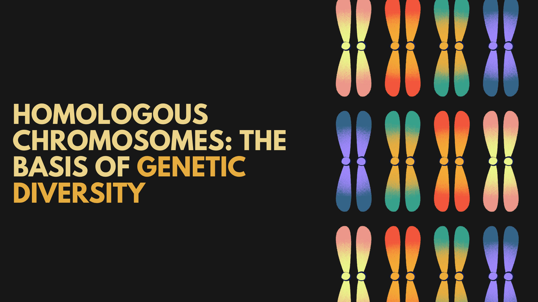 Homologous Chromosomes: The Basis of Genetic Diversity