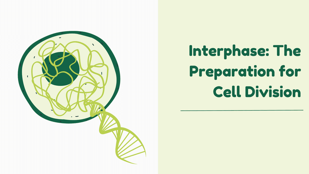 Interphase: The Preparation for Cell Division