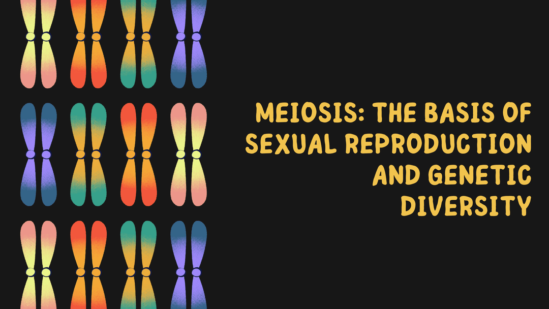 Meiosis: The Basis of Sexual Reproduction and Genetic Diversity