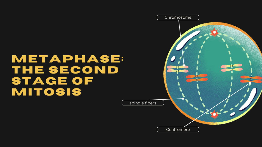 Metaphase: The Second Stage of Mitosis