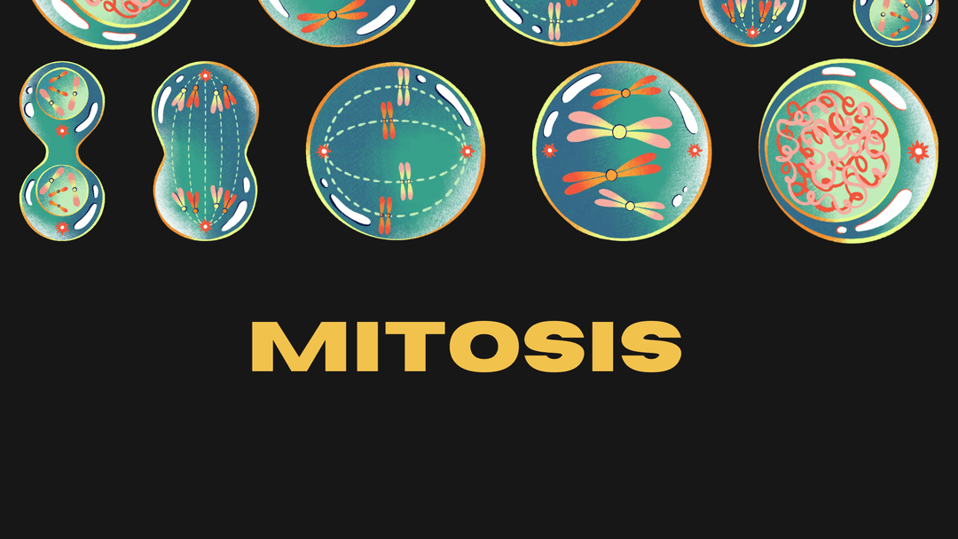 Mitosis: A Comprehensive Exploration