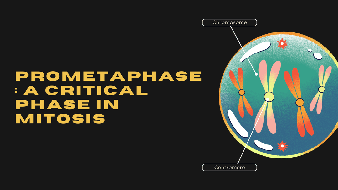 Prometaphase: A Critical Phase in Mitosis