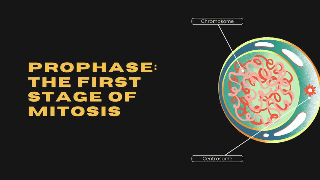 Prophase: The First Stage of Mitosis