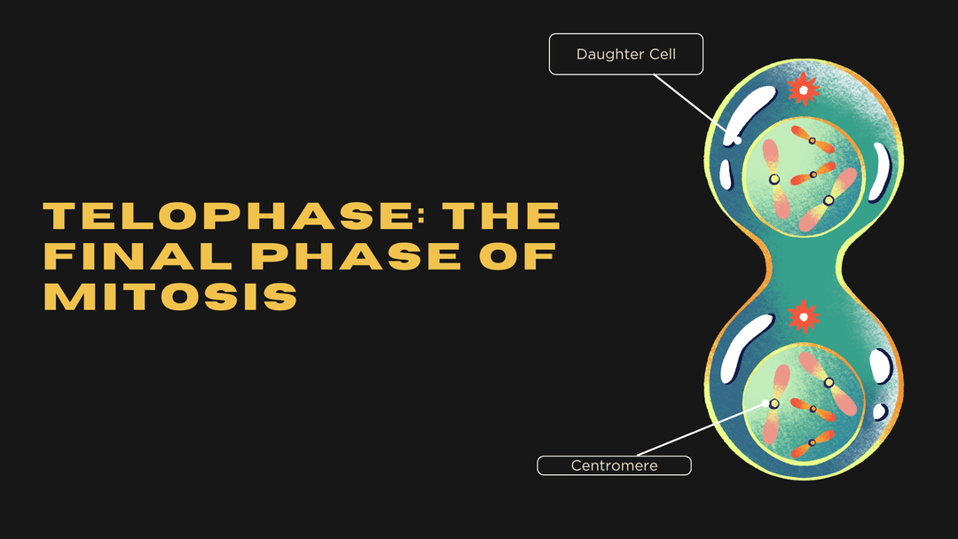 Telophase: The Final Phase of Mitosis