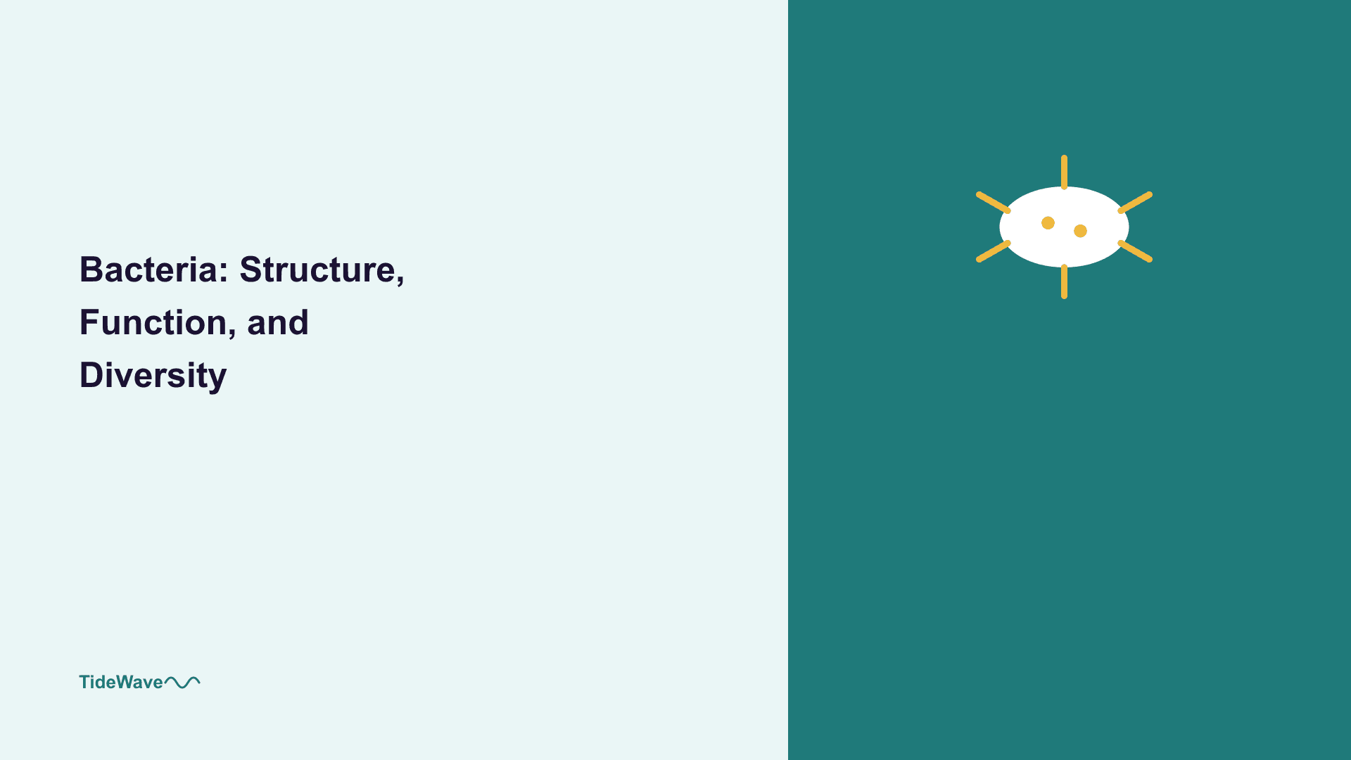Bacteria: Structure, Function, and Diversity
