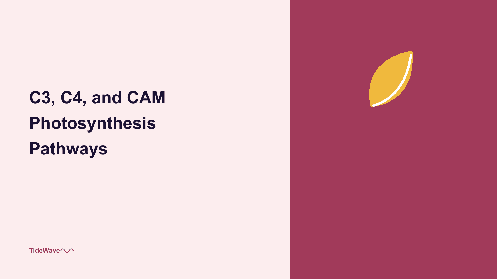 C3, C4, and CAM Photosynthesis Pathways