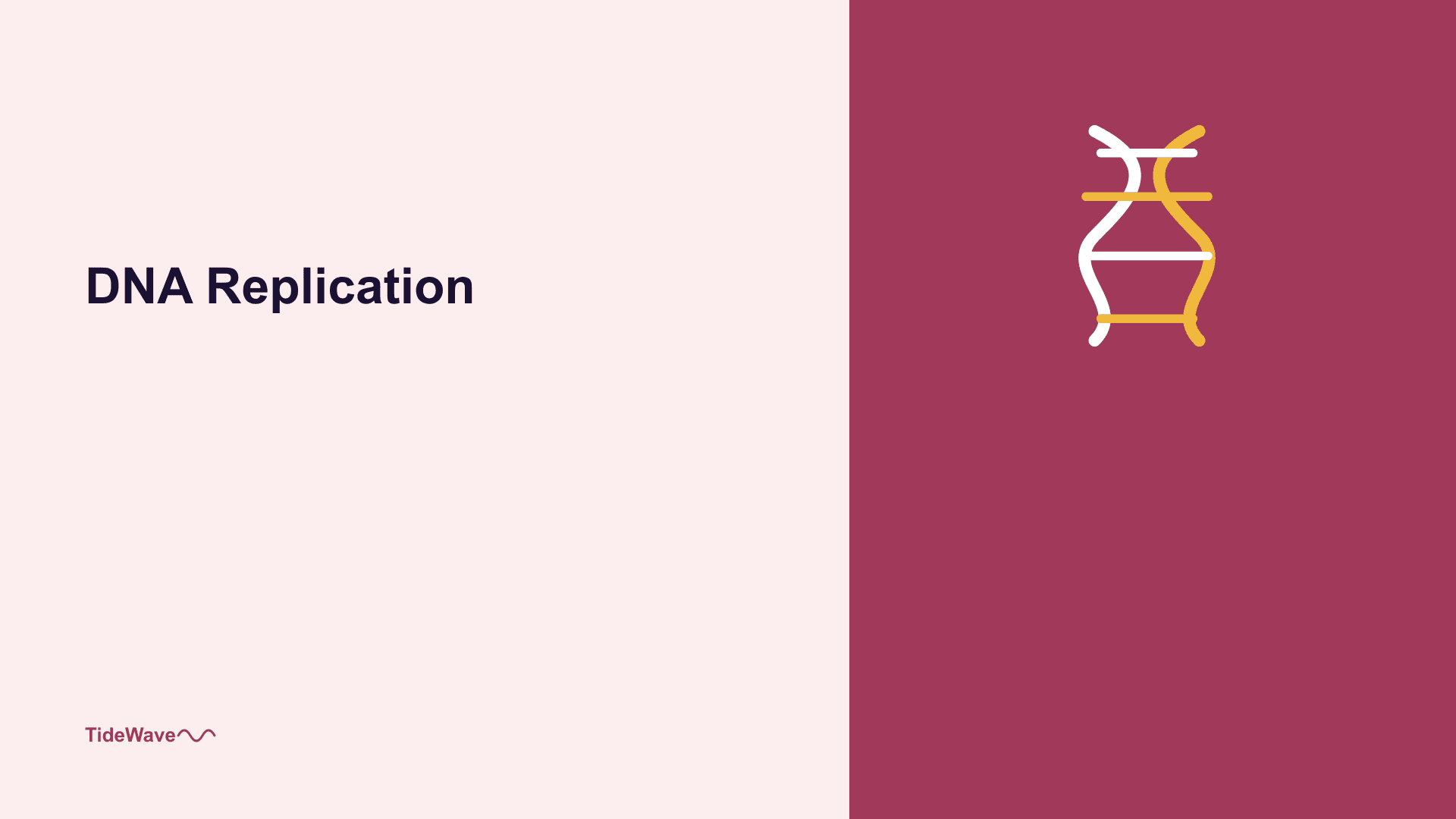 DNA Replication: Copying the Blueprint of Life