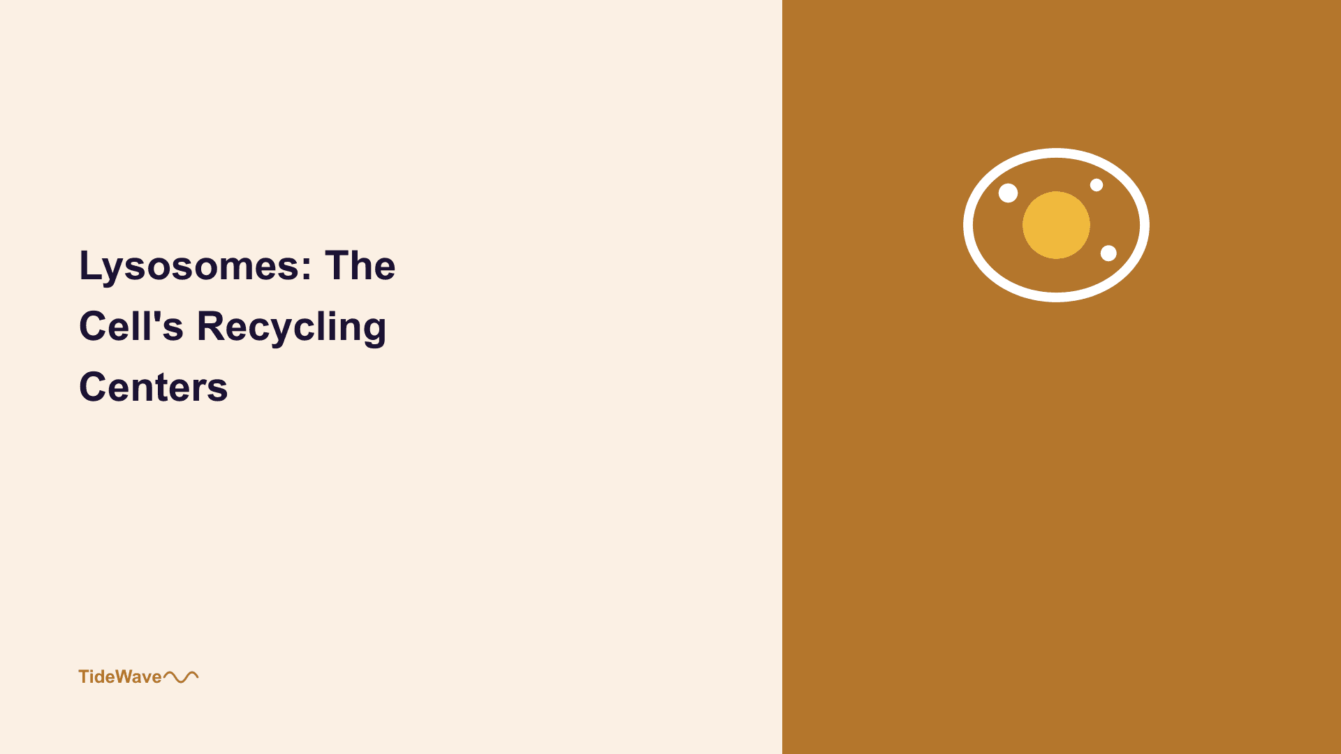 Lysosomes: The Cell's Recycling Centers