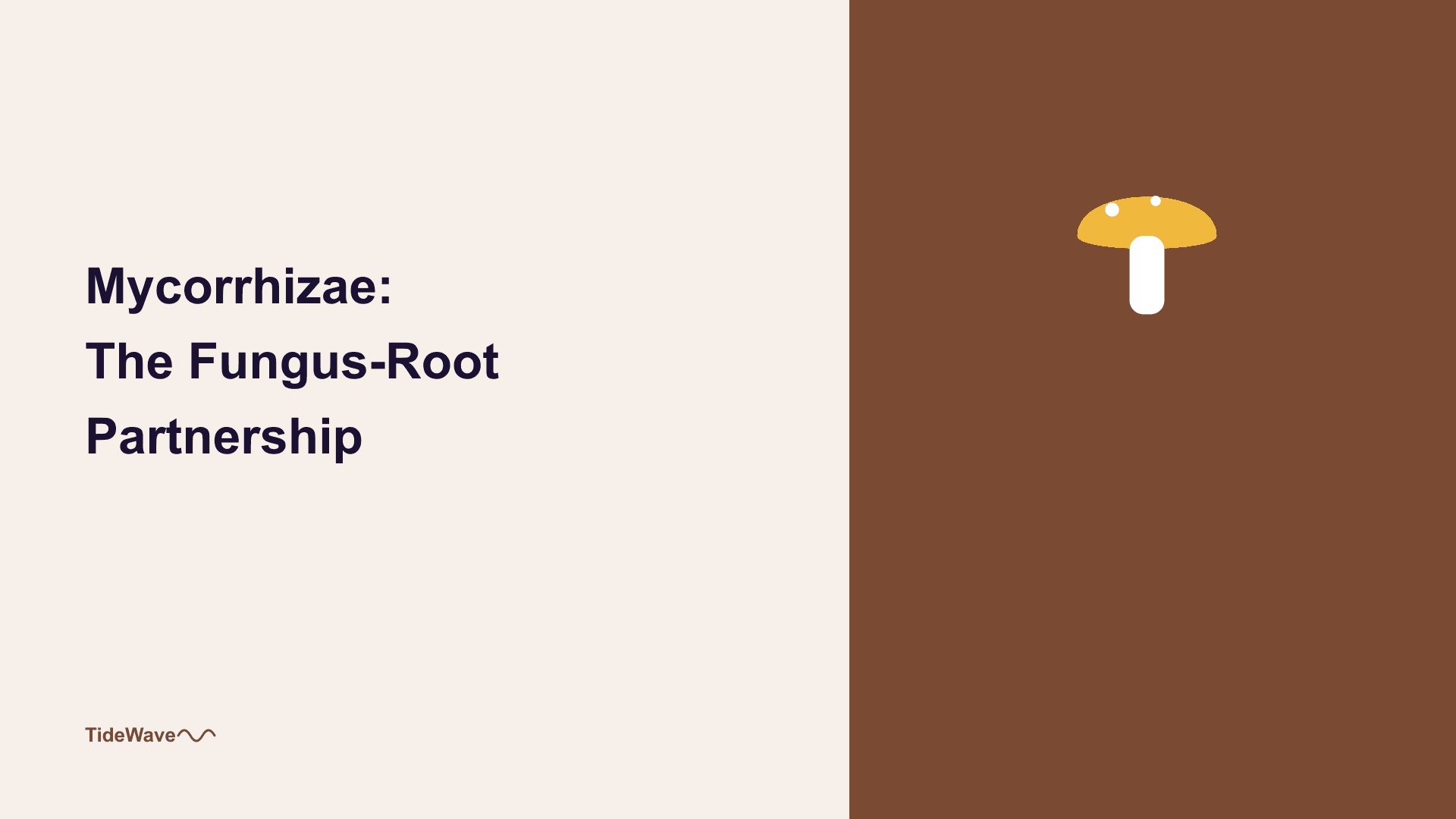 Mycorrhizae: The Fungus-Root Partnership
