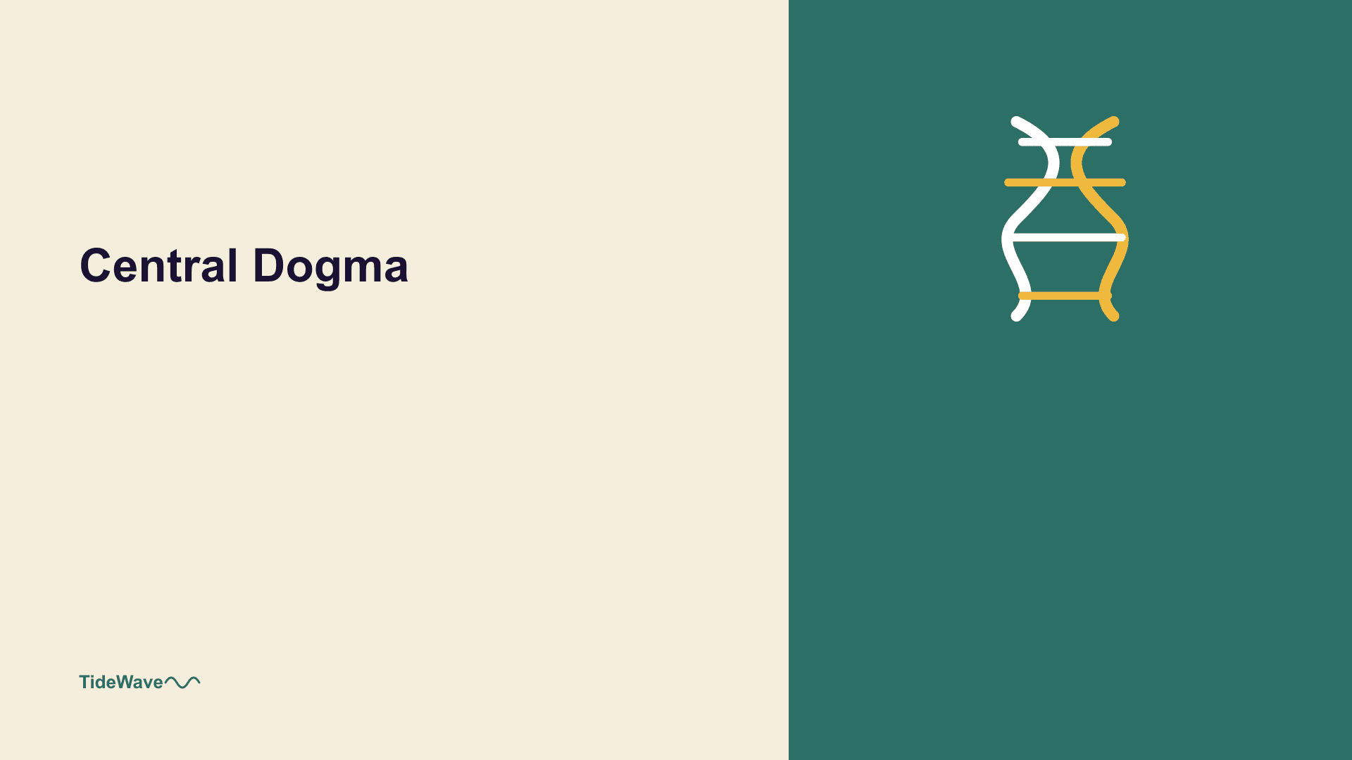 The Central Dogma: From DNA to RNA to Protein