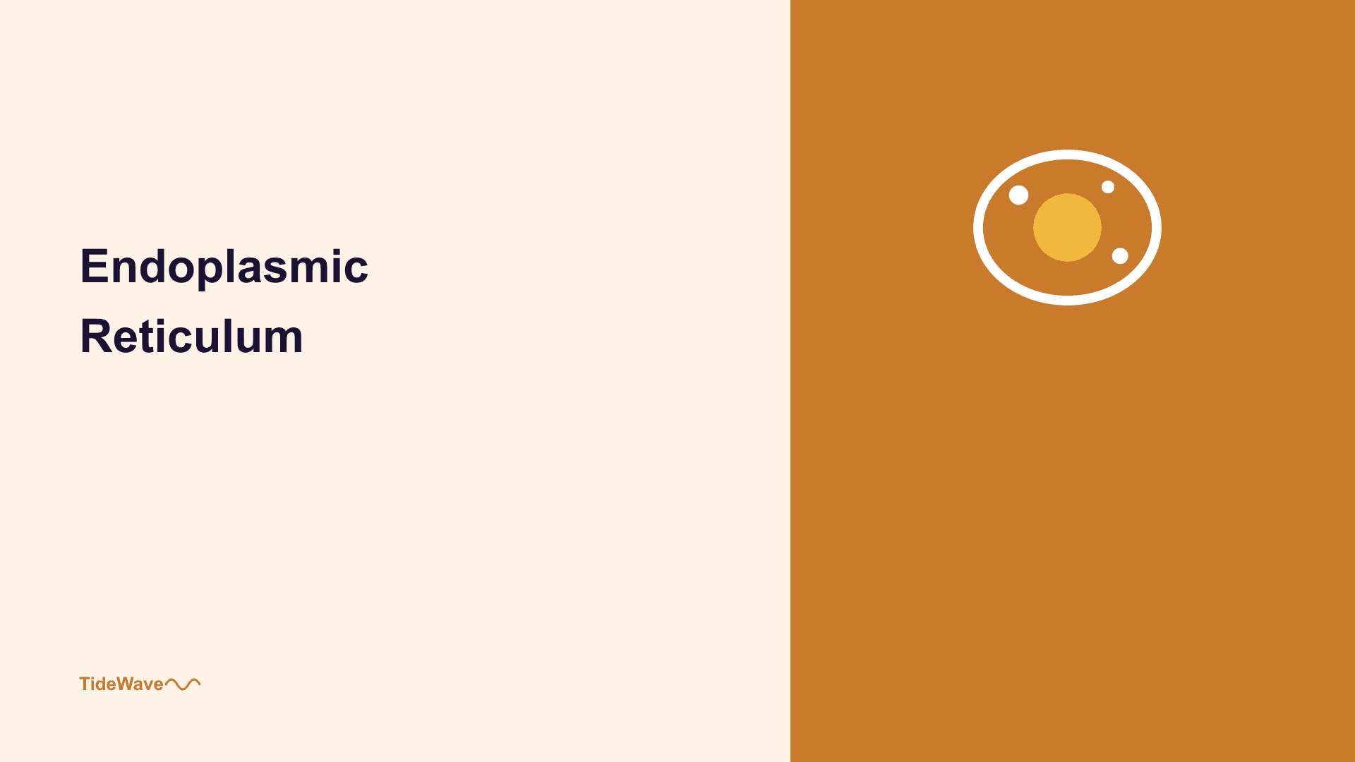 The Endoplasmic Reticulum: The Cell's Manufacturing Hub