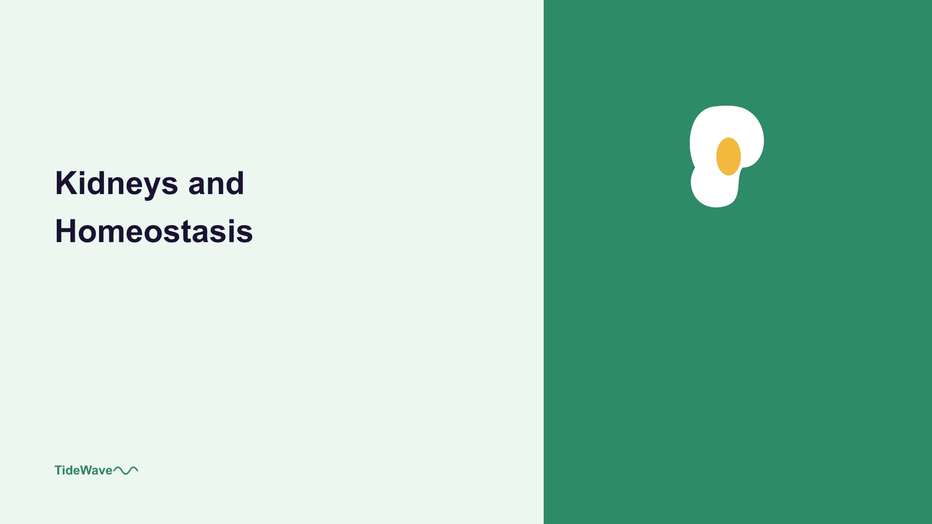 The Kidneys and Homeostasis