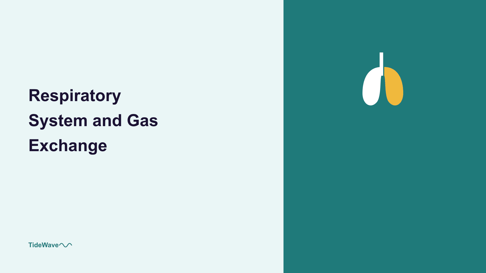 The Respiratory System and Gas Exchange