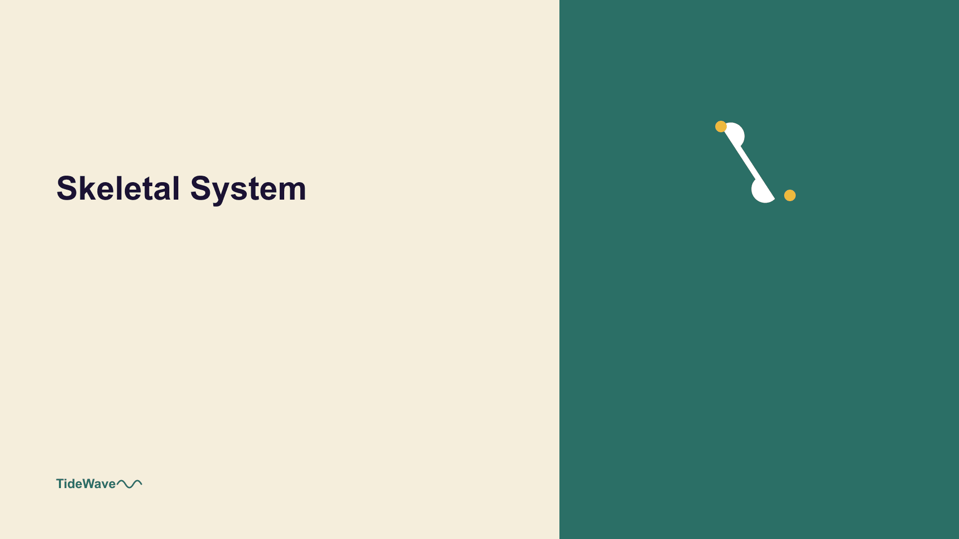 The Skeletal System: More Than Just Bones