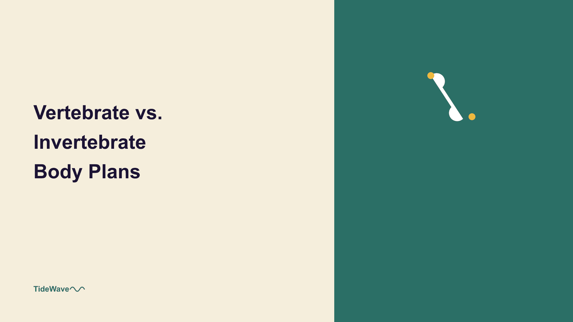 Vertebrate vs. Invertebrate Body Plans